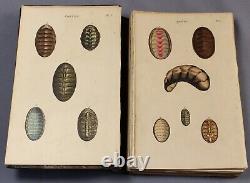 1835 SHELLS complete set of 60 hand-coloured plates from Wood's Conchology