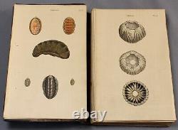 1835 SHELLS complete set of 60 hand-coloured plates from Wood's Conchology
