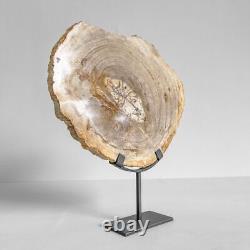 220662 Rare Petrified Wood on Stand from the Afar Danakil Ethiopia