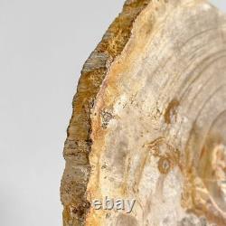 220662 Rare Petrified Wood on Stand from the Afar Danakil Ethiopia