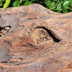 Hand Carved DRAGONS HEAD From Drift Wood