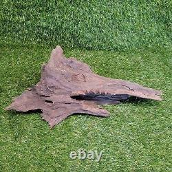 Hand Carved DRAGONS HEAD From Drift Wood