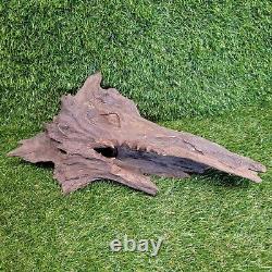 Hand Carved DRAGONS HEAD From Drift Wood