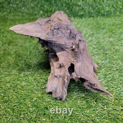 Hand Carved DRAGONS HEAD From Drift Wood