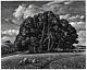 Howard Phipps Pencil Signed Wood Engraving Win Green From Berwick Down 1993