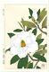Kawarazaki Shodo Magnolia Grandiflora From Japan Original Wood Block Print Art