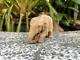 Lifelike Carved Elephant Made From Teak Wood By Handmade