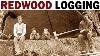 Redwood Logging 1946 Documentary On The Giant Redwood Lumber Industry In California