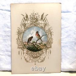 Twelve Joseph Wolf Prints English Song Birds From Book-Poets Of The Woods 1853