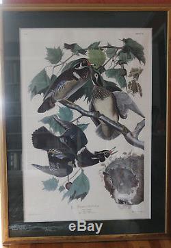 Wood Duck, Plate 206, from Birds of America by John J. Audubon, Fine art, limited